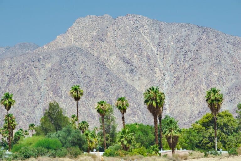 Beautiful desert landscape scene with mountain and palm trees and blue sky